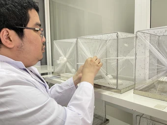 'Nuôi muỗi' chặn đường lây dịch bệnh