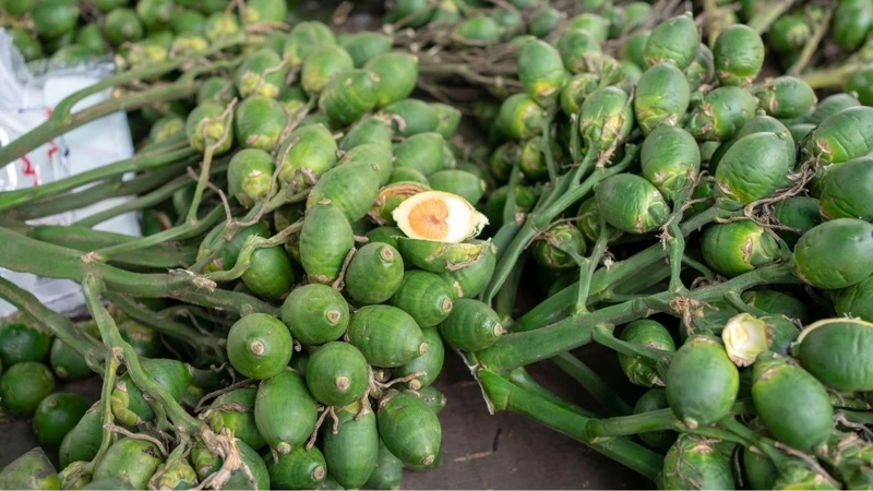 Quả cau tươi mang lại lợi ích gì? Những điều cần biết trước khi sử dụng Quả cau tươi mang lại lợi ích gì? Những điều cần biết trước khi sử dụng