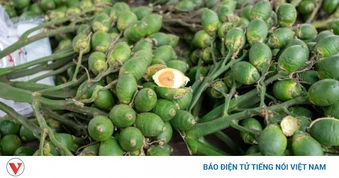 Quả cau tươi mang lại lợi ích gì? Những điều cần biết trước khi sử dụng