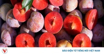 Quả mận có gì đặc biệt mà được đánh giá cao về dinh dưỡng?
