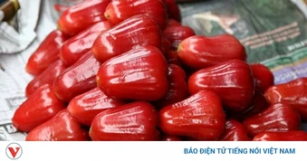 Quả roi đỏ có gì đặc biệt? Những lợi ích sức khỏe ít người biết đến