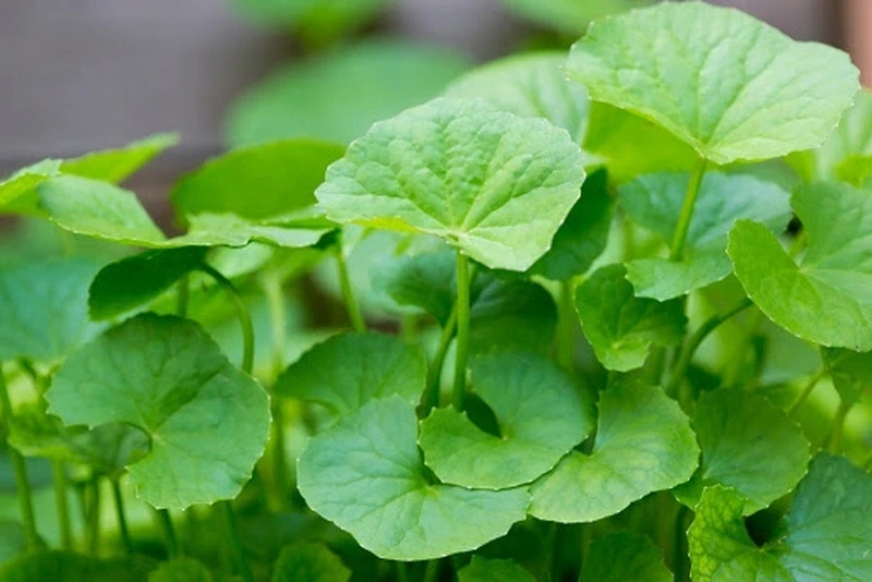 Rau má có gì đặc biệt mà được gọi là "thảo dược trường thọ"? Rau má có gì đặc biệt mà được gọi là "thảo dược trường thọ"?