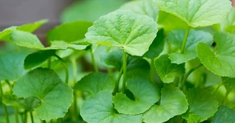 Rau má có gì đặc biệt mà được gọi là "thảo dược trường thọ"?