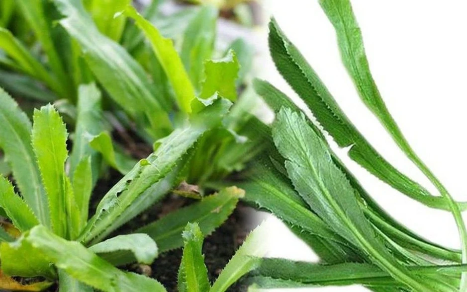Rau răng cưa có gì đặc biệt? Công dụng với sức khỏe khiến nhiều người bất ngờ Rau răng cưa có gì đặc biệt? Công dụng với sức khỏe khiến nhiều người bất ngờ