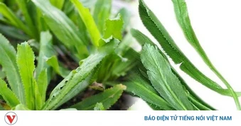 Rau răng cưa có gì đặc biệt? Công dụng với sức khỏe khiến nhiều người bất ngờ