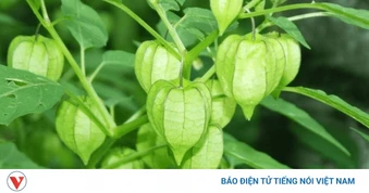 Rau tầm bóp có gì đặc biệt mà được nhiều người yêu thích?