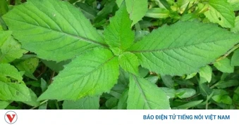 Rau tàu bay là rau gì? Ít ai biết loại rau dại này bổ dưỡng đến vậy