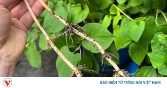 Rễ rau diếp cá đại bổ mọc tự nhiên, nhiều người nhổ bỏ vì không biết công dụng