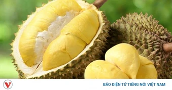 Sầu riêng bổ dưỡng, đang vào mua nhưng những người này cần tránh xa