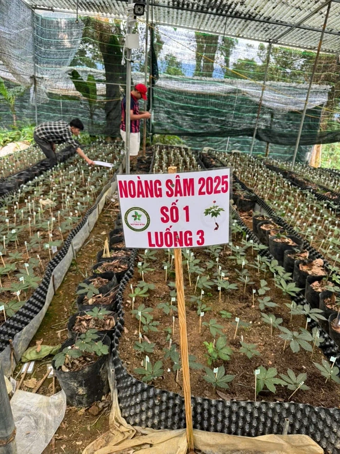 Số hóa sâm Ngọc Linh để bảo vệ sức khỏe người tiêu dùng Số hóa sâm Ngọc Linh để bảo vệ sức khỏe người tiêu dùng