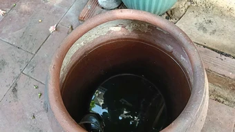 Sợ tái mắc sốt xuất huyết - Báo TinVina