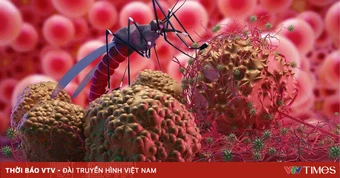 Sốt rét ác tính có thể gây suy đa cơ quan