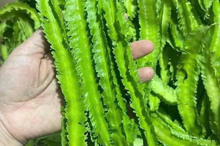 Tác dụng của loại đậu được ví như 'rồng xanh' trong vườn Tác dụng của loại đậu được ví như 'rồng xanh' trong vườn