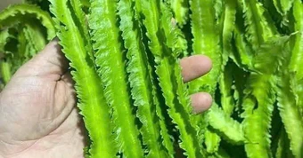 Tác dụng của loại đậu được ví như 'rồng xanh' trong vườn