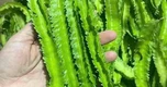 Tác dụng của loại đậu được ví như 