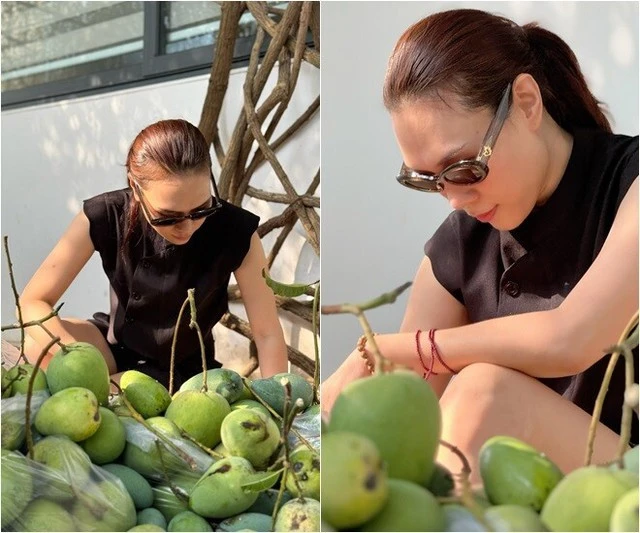 Tăng Thanh Hà, Mỹ Tâm đua nhau trồng 1 loại cây cho quả lúc lỉu: Ngon, sạch chẳng lo thuốc trừ sâu còn xóa nhăn da Tăng Thanh Hà, Mỹ Tâm đua nhau trồng 1 loại cây cho quả lúc lỉu: Ngon, sạch chẳng lo thuốc trừ sâu còn xóa nhăn da