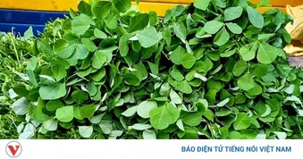 Thảo dược quý có mùi thơm khó quên, sử dụng thường xuyên ngày càng trẻ khỏe