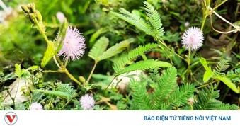 Thảo dược quý cực sẵn ở Việt Nam, tốt ngang thuốc bổ đắt tiền lại hay bị ngó lơ