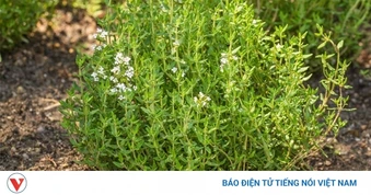 Thảo dược quý, dễ tìm lại đa công dụng nhiều người vẫn hay dùng mà không biết