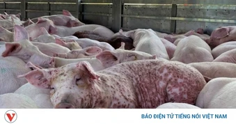 Thịt lợn nhiễm dịch tả châu Phi có an toàn khi nấu chín?