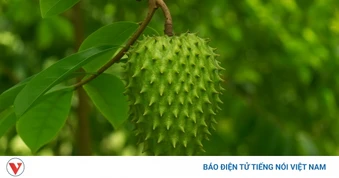 Thứ quả bề ngoài phủ đầy gai lại bổ dưỡng đủ đường, ăn vào sức khoẻ thăng hạng