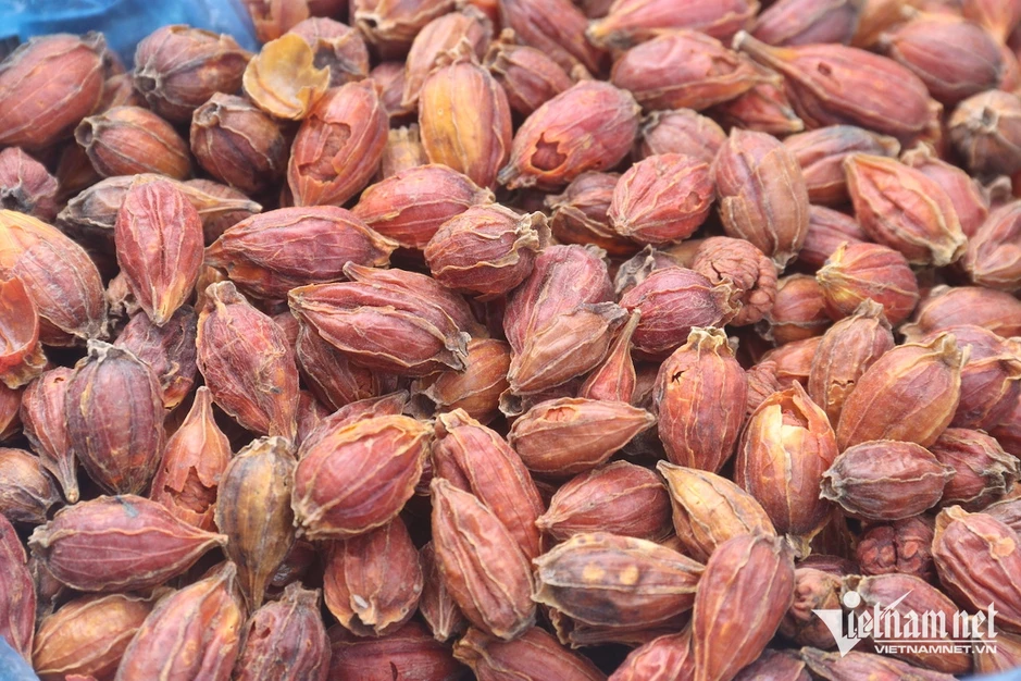 Thứ quả dại ở góc vườn sở hữu hoạt chất như saffron nhụy nghệ tây đắt đỏ