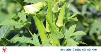 Thứ quả được ví như “vị thuốc đại bổ”, ăn vào tim khỏe, xương chắc, ngừa ung thư