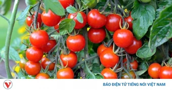 Thứ quả nhỏ bé là nhà máy dinh dưỡng, giúp chắc xương, sáng mắt, ngừa lão hoá
