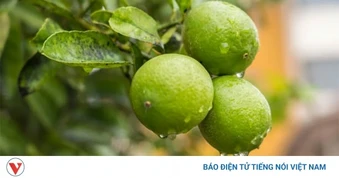 Thứ quả rẻ bèo ở chợ Việt, ăn vào vị chua the đặc trưng lại cực tốt cho sức khỏe