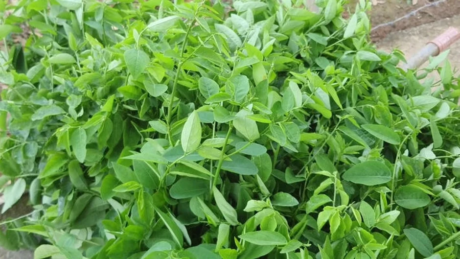 Tin vui cho những người đang trồng rau ngót