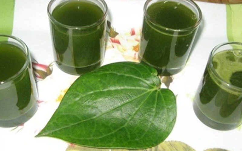 Tin vui cho những người thích ăn lá lốt! Tin vui cho những người thích ăn lá lốt!