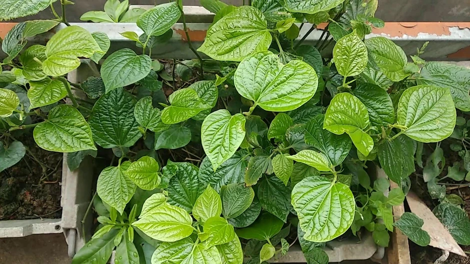 Tin vui cho những người thích ăn lá lốt! Tin vui cho những người thích ăn lá lốt!