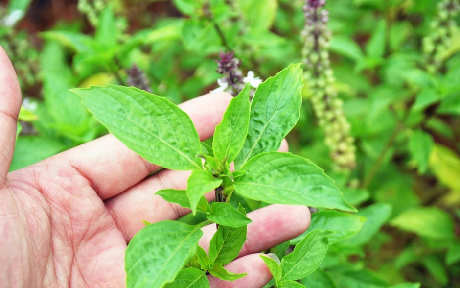 Tin vui cho những người thích ăn rau húng quế!