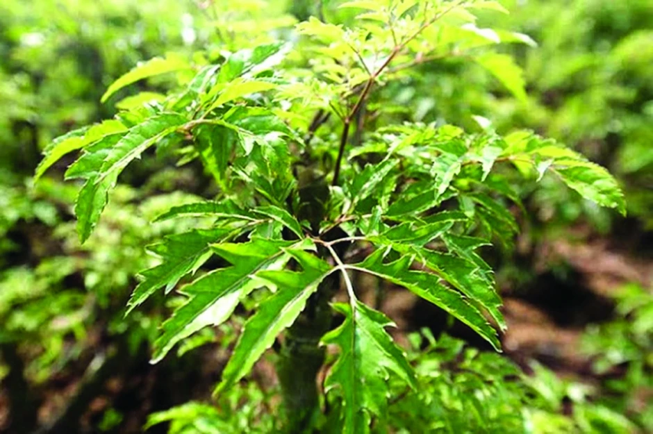 Tin vui cho những người thích dùng lá đinh lăng! Tin vui cho những người thích dùng lá đinh lăng!