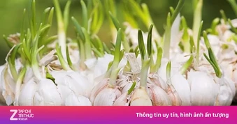 Tỏi mọc mầm có ăn được không?