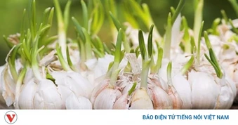 Tỏi mọc mầm - Lợi ích và lưu ý bạn nên biết
