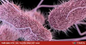 TP Hồ Chí Minh: Gần 150 học sinh nghi ngộ độc thực phẩm, phát hiện vi khuẩn Salmonella