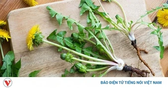 Trà bồ công anh có tác dụng gì? Những lợi ích không nên bỏ qua