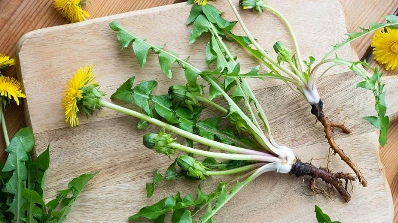 Trà bồ công anh có tác dụng gì? Những lợi ích không nên bỏ qua Trà bồ công anh có tác dụng gì? Những lợi ích không nên bỏ qua