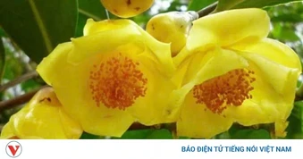 Trà hoa vàng có gì đặc biệt? Công dụng ít người biết