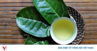 Trà xanh tốt đến mấy uống kiểu này chẳng khác gì tự hại mình lại ít người biết