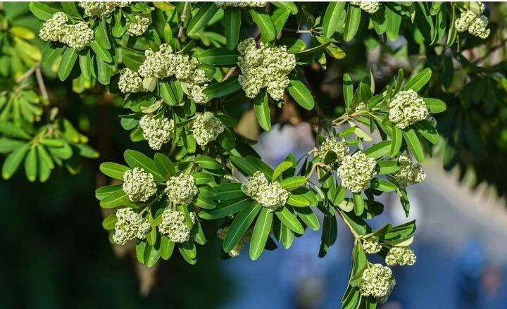 Truyền thuyết đáng sợ 'cây của quỷ' và biểu tượng linh thiêng gắn với hoa sữa