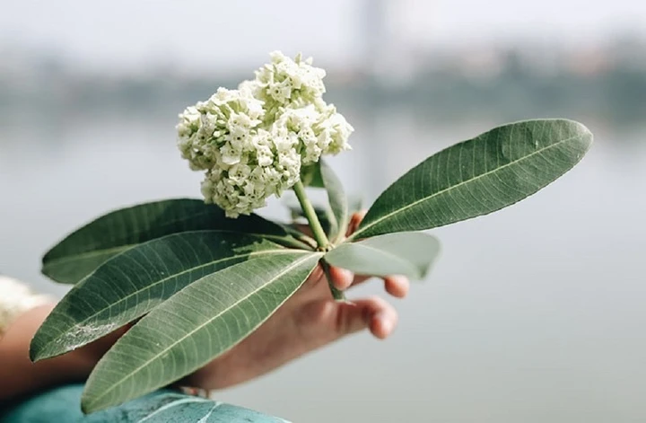 Truyền thuyết đáng sợ 'cây của quỷ' và biểu tượng linh thiêng gắn với hoa sữa