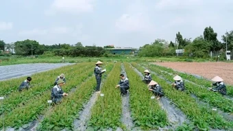 Từ bảo tồn nguồn gen đến bài toán thị trường của dược liệu Việt