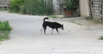 Tử vong do dùng thuốc nam chữa chó dại cắn
