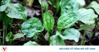 Tưởng chỉ là cỏ dại, những cây mọc ven đường này lại được dùng làm thuốc