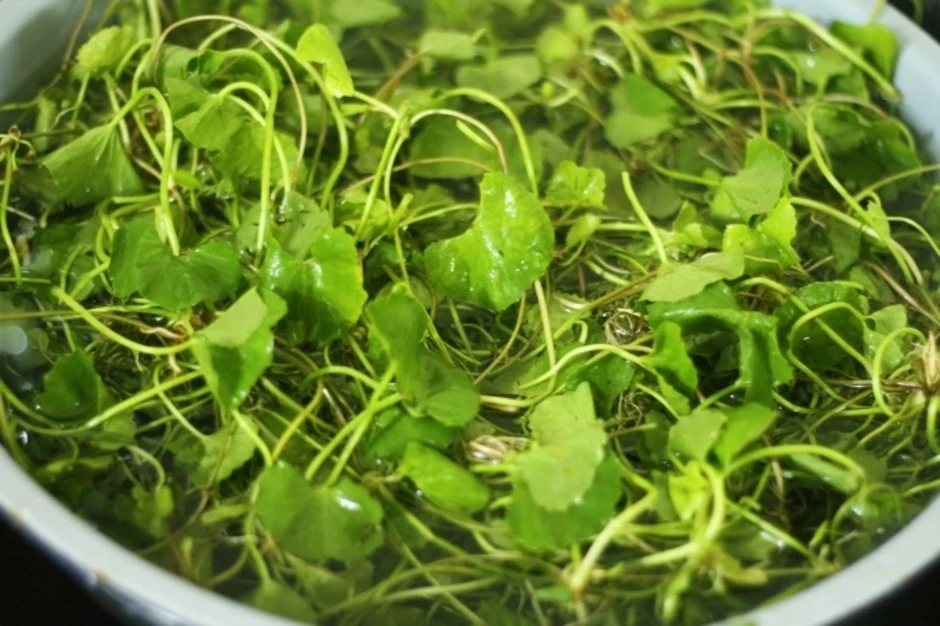 Uống 2 lít nước rau má mỗi ngày thay nước lọc? Uống 2 lít nước rau má mỗi ngày thay nước lọc?