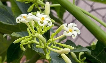 Uống nước hoa đu đủ để tiêu khối u?