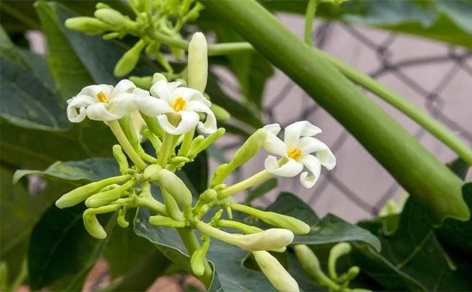 Uống nước hoa đu đủ để tiêu khối u? Uống nước hoa đu đủ để tiêu khối u?