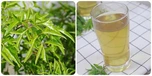 Uống nước lá đinh lăng hàng ngày có tốt?